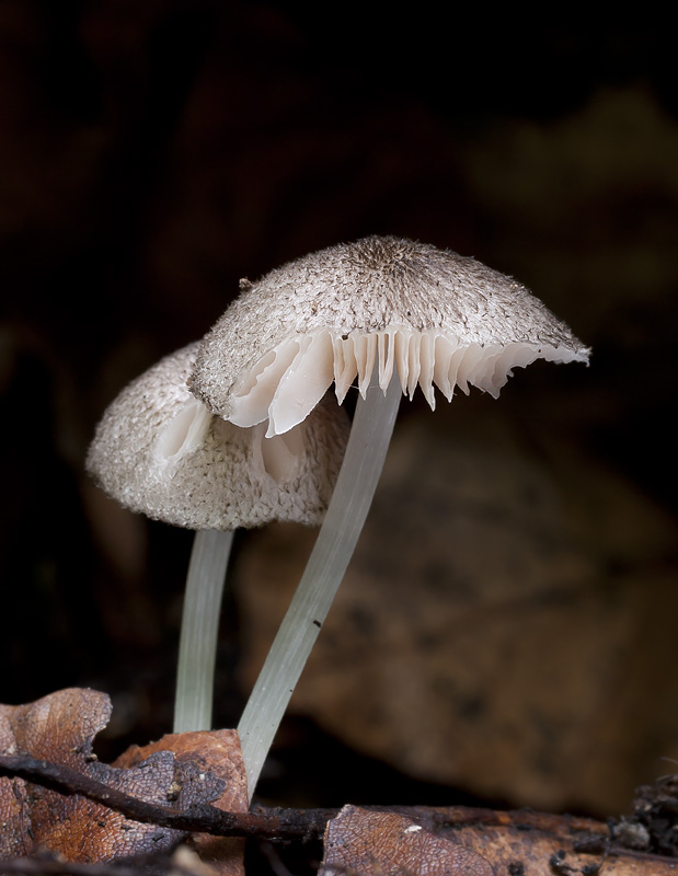 Pluteus hispidulus